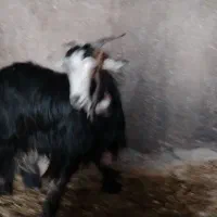 فروش 8عدد بز و بزغاله سالم|حیوانات مزرعه|نجفآباد, فیروزآباد|دیوار