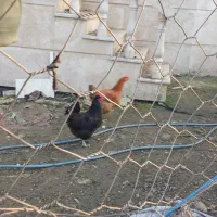 فروش مرغ و خروس|حیوانات مزرعه|گوراب زرمیخ, |دیوار