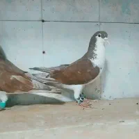 ۴تا ساده کفتر بوم