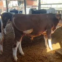 گوساله لاغر|حیوانات مزرعه|طسوج, |دیوار