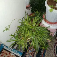 فروش گلهای زینتی|گل و گیاه طبیعی|یاسوج, |دیوار