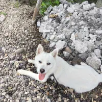 فروش سگ اشپیتز ۷ماهه|سگ|کلارآباد, |دیوار