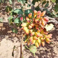 صندوق انصارالمهدی