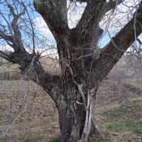 خریدار چوب|خدمات باغبانی و درختکاری|ایلام, |دیوار