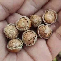 فروش فندوق دوپوست و تک پوست اشکور