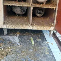 کفتر پرشی|پرنده|کوهدشت, |دیوار