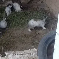 فروش خرگوش سالم وسرحال|موش و خرگوش|سیمینه, |دیوار