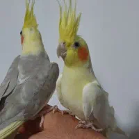 عروس هلندی مولدسوپرتاج دستی سخنگو.سهره.انگشترقناری|پرنده|کرمانشاه, |دیوار