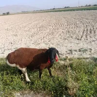 میش نر