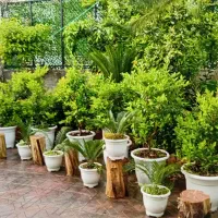 باغبانی هرس علف تراشی سمپاشی بریدن درخت طراحی اجرا