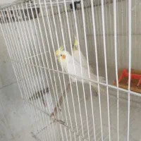 عروس هلندی جفت مولد،نر تک ، مرغ عشق جفت