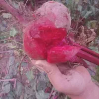 چغندر لبویی