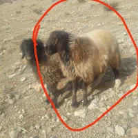 قوچ دو رون به شرت|حیوانات مزرعه|مارگون, |دیوار