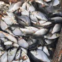 بچه ماهی کپور طلایی اصلاح شده و تجهیزات شیلات|ماهی|قم, انسجام|دیوار