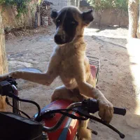 سگ ماده درجه یک