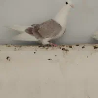 کبوتر|پرنده|خوانسار, |دیوار