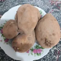 سیب زمینی بذر