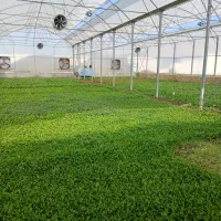 سبزی خوردنی گلخانه‌ای|خوردنی و آشامیدنی|کرمانشاه, |دیوار