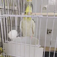 چهار عدد عروس هلندی خوب|پرنده|زارچ, |دیوار