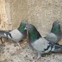 کبوتر سبز پرودولا نروماده|پرنده|بروجن, |دیوار