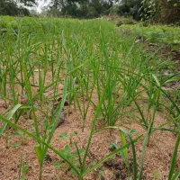 فروش برگ سیر محلی از سرزمین
