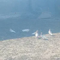 فروش کبوتر اوچان