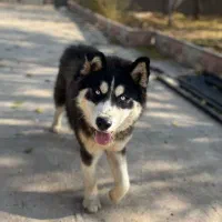 سگ گمشده|سگ|شاهرود, |دیوار