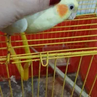 طوطی عروس هلندی