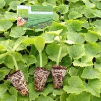 کاشت فروش نشا صیفی جات