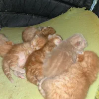 اسکاتیش بریتیش