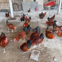 خروس محلی رسمی وسالم|حیوانات مزرعه|تنکمان, |دیوار