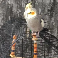 جفت عروس هلندی