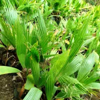 پالم واشنگتن نایلکسی در آستانه اشرفیه