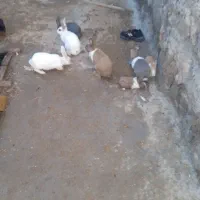 خرگوش|موش و خرگوش|قهستان, |دیوار