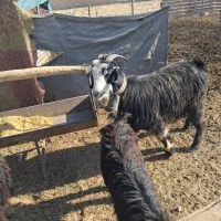 ۵ راس کهره و یک بز جوان چاق|حیوانات مزرعه|مرودشت, استادیوم|دیوار