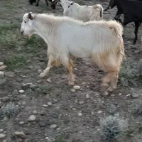 نری وبره چاق