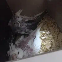 عروس هلندی .دون خور