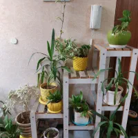 استندباگلهای طبیعی