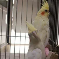 عروس هلندی جفت