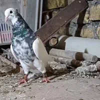 طوقی کله سینه جوجه کشی پرشی کفتر کبوتر.