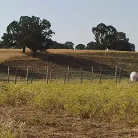 1000متر-زمین-چشمه-کبود