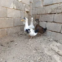 اردک