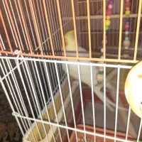 عروس پاریس لوتینو