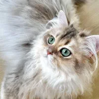 بریتیش لانگهیر