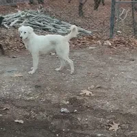 ی جفت توله ۷ماهه|سگ|سامان, |دیوار