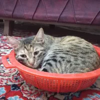 واگذار‌ی|گربه|سهند, |دیوار