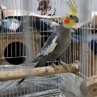 جفت عروس هلندی|پرنده|رشت, یخسازی|دیوار