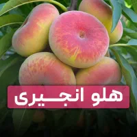 فروش ویژه نهال هلو