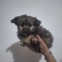 سگ اروم و زیبا