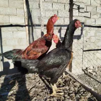 خروس و مرغ لاری و محلی|حیوانات مزرعه|چهاربرج, |دیوار